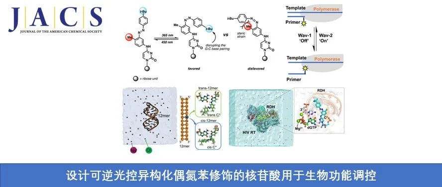 JACS ∣设计可逆光控异构化偶氮苯修饰的核苷酸用于生物功能调控