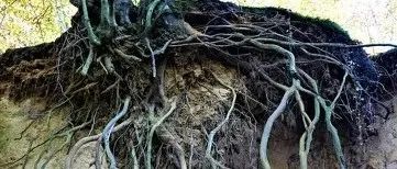 挑战传统认知！纽约大学卢明镇教授在Nature Communications发表植物根系最新研究进展