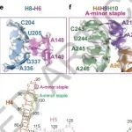 复旦大学合作最新Nature