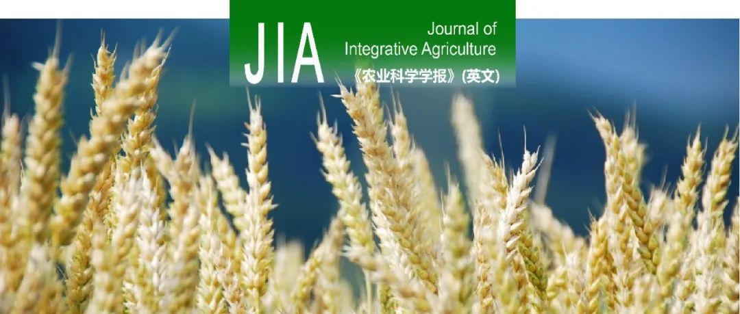 JIA｜中国农科院农田灌溉所华北平原不同灌溉和氮肥分施模式对滴灌冬小麦花后粒重变化、产量和品质的耦合效应的研究