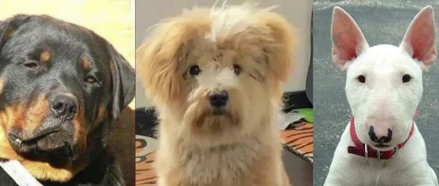 狗为什么会像它的主人？这是科学依据