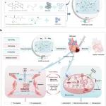 Adv Sci | 暨南大学罗良平团队开发新型生物材料治疗心肌缺血再灌注损伤