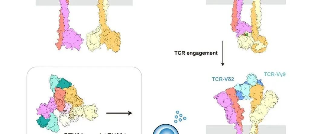 Immunity | 北京大学肖俊宇团队与张永辉团队合作揭示嗜乳脂蛋白激活γδ T细胞的“分子钳”机制