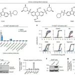 Nat. Chem. Biol. | Tegavivint通过TECR诱导癌细胞非凋亡性死亡