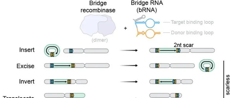 文献速递 | “桥重组酶&#160;+&#160;桥RNA”系统工程化，进行百万碱基规模的人类基因组重排