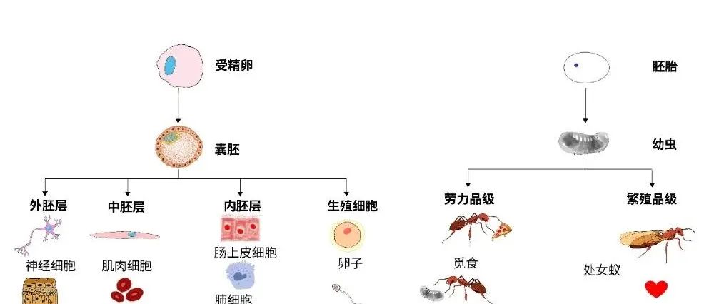 浙江大学最新Cell解码超过1亿年的“昆虫文明”！
