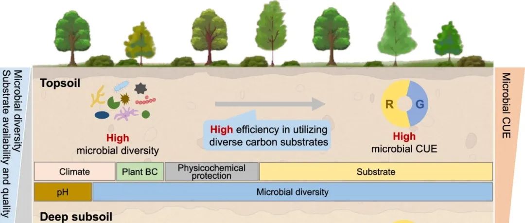 全国尺度评估丨NAT COMMUN：森林生态系统中不同土壤深度的土壤微生物碳利用模式和驱动因素