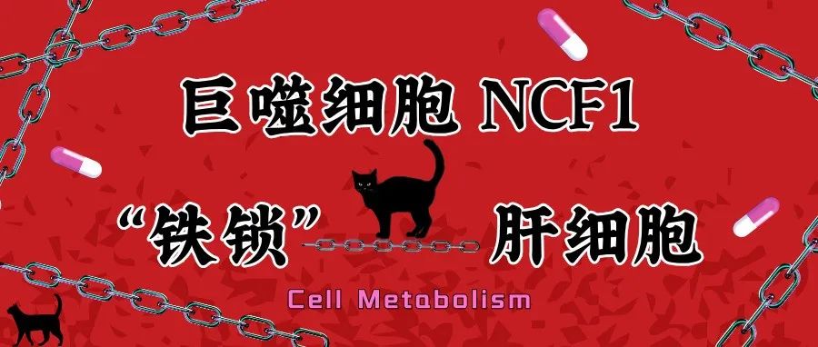Cell Metabolism：巨噬细胞NCF1“铁锁”肝细胞