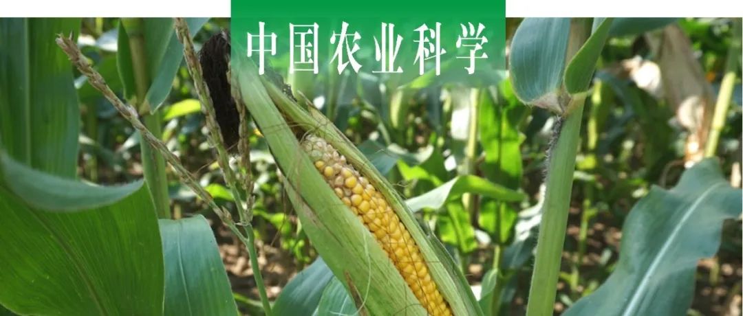 中国农业科学｜山东农科院玉米所岳润清团队明确转基因复合抗虫耐除草剂玉米LD05的分子特征及抗性评价