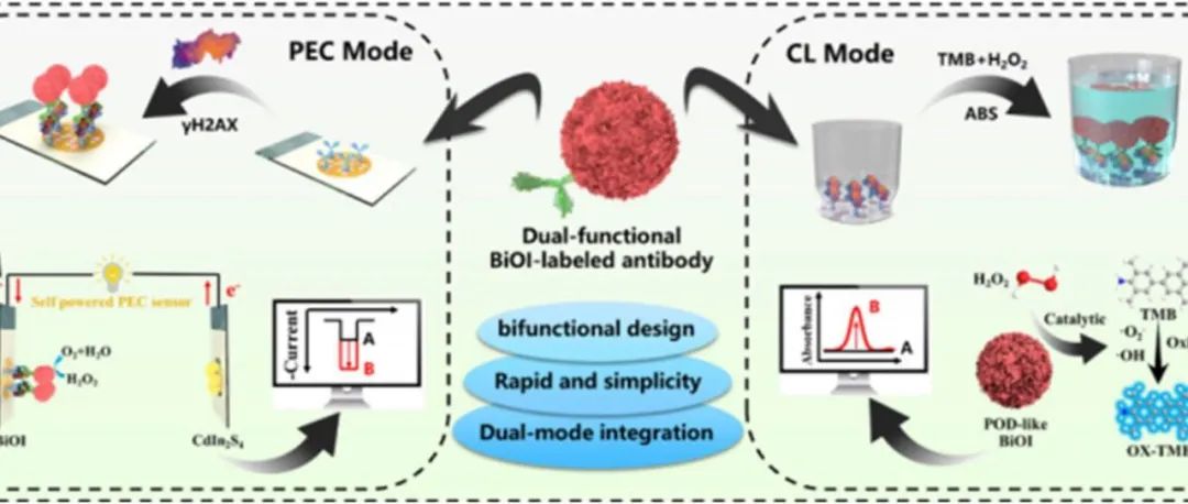 ACS Sens. | 一种基于Bi掺杂和形态工程功能化3D BiOI纳米花的自供电光电化学-比色双模检测的通用型免疫传感平台