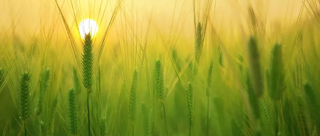 震撼！农大团队在Nature/Science/Nature Genetics连发研究成果！我国植物科学领域迎来全新技术突破！
