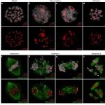 Nature | 五倍体犬蔷薇基因组揭示其不对称减数分裂分子机制