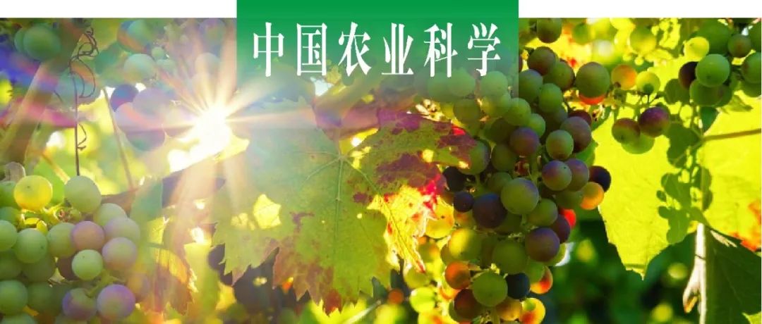 中国农业科学｜中国农科院郑州果树所刘三军课题组葡萄TPS基因家族全基因组鉴定及VvTPS4在单萜形成中的功能验证