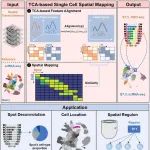 Genome Biology | 东南大学林承棋团队合作开发SEU-TCA算法揭示第二心场前体细胞新亚型
