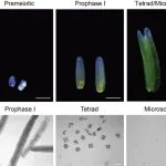 PNAS | 清华大学戚益军课题组揭示玉米phasiRNA的靶标及其时空调控模式