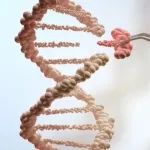猪肾移植患者存活达100天，刷新亚洲纪录
