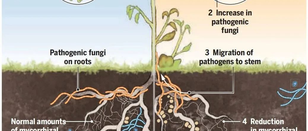 Science | 温度上升正在改变植物微生物群落的生态平衡