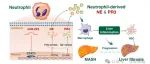 【科技前沿】Hepatology｜叶得伟/徐爱民团队揭示miR-223/STAT3轴通过调节NE和PR3进而调节MASH和纤维化