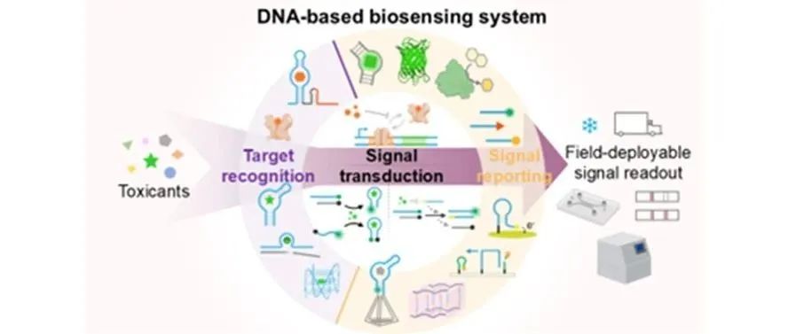 课题组工作 | JACS Au：课题组发表了一篇介绍DNA生物分析技术在环境毒物检测中的进展与展望的综述
