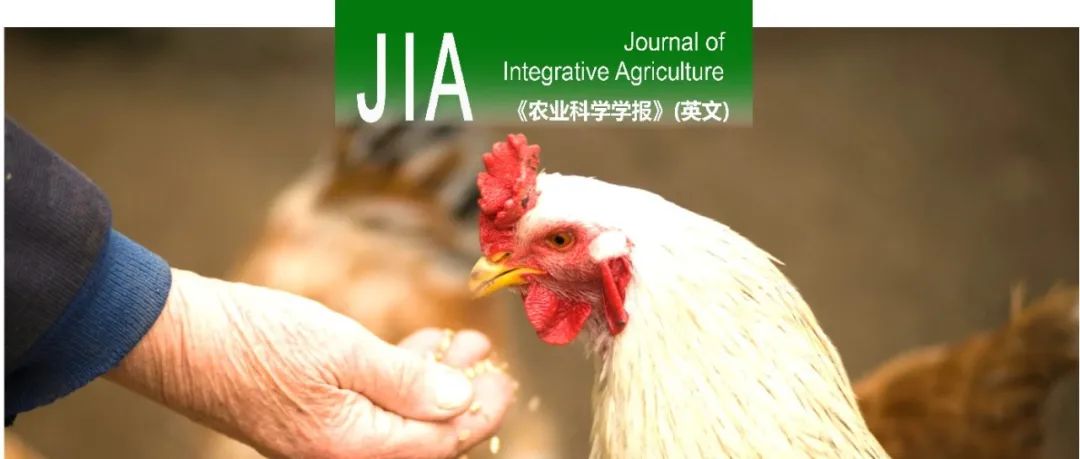 JIA | 扬州大学动科学院李碧春教授团队建立基于原始生殖细胞介导的高效中国地方鸡种质资源保存和复原技术体系