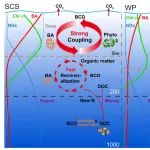 Global Biogeochemical Cycles-热带寡营养海区真光层与中层带细菌代谢的对比性驱动因素
