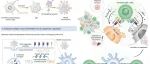 Nat Nanotechnol丨陈小元/杨延莲合作提出了新的纳米疫苗策略，用于肿瘤治疗