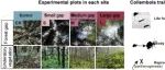 成都生物所庞学勇团队在林窗形成对土壤无脊椎动物群落影响方面获得进展