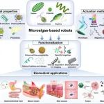 香港中文大学/香港城市大学Cell子刊：基于微藻的生物杂化机器人用于精准医疗