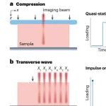 研究进展：光学相干弹性成像-生物力学 | Nature Reviews Methods Primers