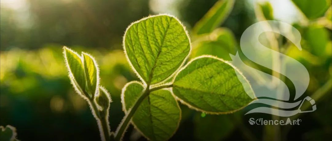 Mol plant | 浙江省农科院和华中农大在菜用大豆农艺性状上取得重要进展