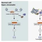 Cell Death & Disease | 同济大学张赫团队揭示嗅觉受体蛋白调控食管癌发生的表观遗传新机制