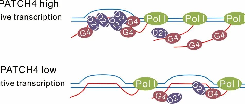 NAR | 中国科学院分子细胞科学卓越创新中心惠静毅组发现肝细胞癌中发生高频扩增的GPATCH4基因的潜在促癌机制