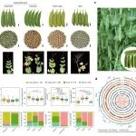 Nature Genetics | 浙江省农科院菜用大豆豌豆育种团队在豌豆孟德尔性状及重要农艺性状遗传解析上取得重大进展
