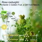 Plant Com | 华中农业大学徐强教授团队揭示刺梨果实高维生素C积累的分子机制