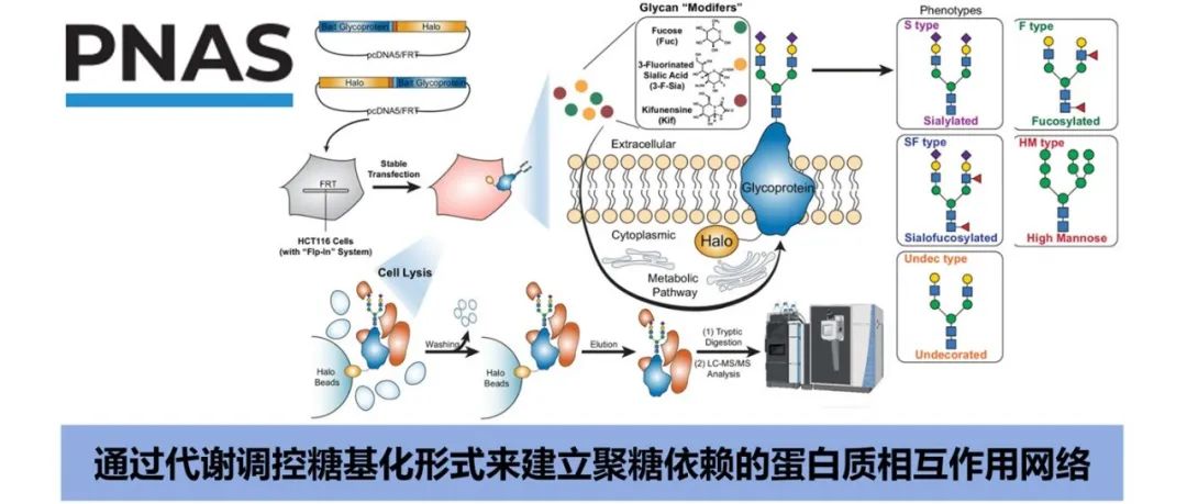 PNAS | 通过代谢调控糖基化形式来建立聚糖依赖的蛋白质相互作用网络