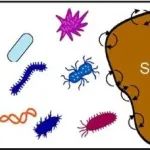 SBB | 浙江大学徐建明团队：微生物代谢策略驱动糖类与脂类碳源激发效应差异