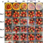 广西大学林宝凤教授 IJBM：XSBR介导的生物质聚合物 - 一种解决天然多糖基薄膜低韧性和高亲水性的新策略及在食品包装中的应用