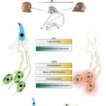 Nature Aging  | 动物研究所刘光慧及合作者解析老年性耳聋发生机制