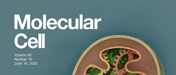 Mol Cell丨林爱福等解码肝癌微肽组并开发新型微肽类靶向药物前体
