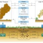 Plant Soil | 风驱动物质迁移对半干旱草原碳与养分空间再分配的调控作用研究进展