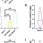 Adv Sci丨华中农业大学何予卿研究发现拮抗性Ghd7-OsNAC42复合物调节水稻碳氮代谢以实现优质高产