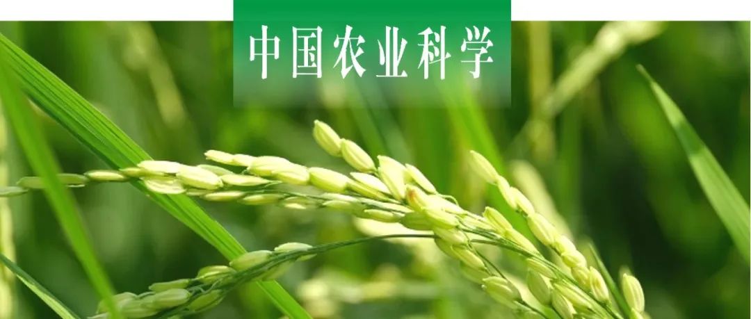 中国农业科学｜广西大学农学院高维维课题组探究OsDREB1J在水稻籽粒大小调控中的功能