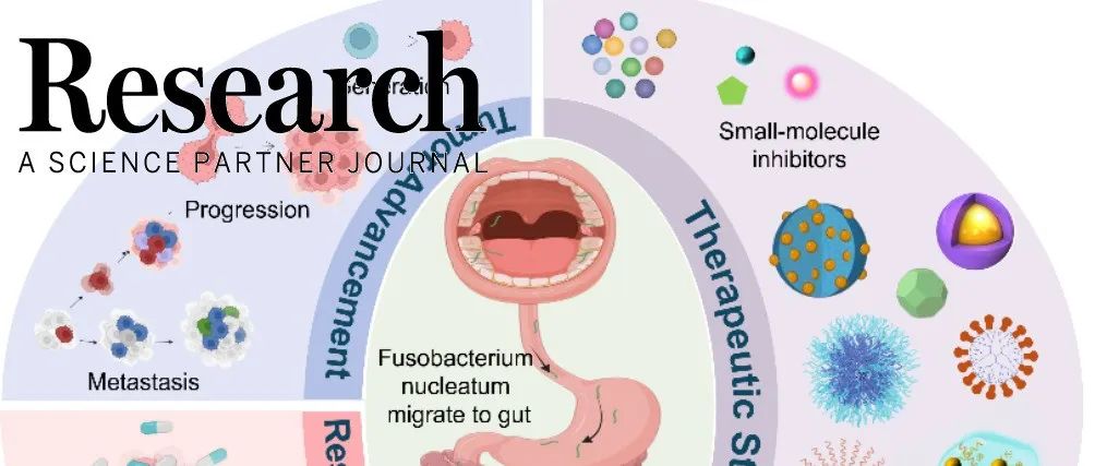 Research评述|具核梭杆菌在结直肠癌中的“帮凶”角色及治疗策略—中科院过程工程研究所魏炜、郑迪威团队发文