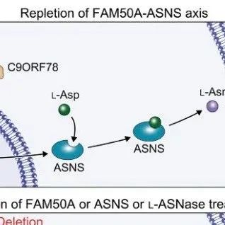 Sci Adv | 中国科学技术大学卞修武等团队研究阐明了FAM50A-ASNS信号通路在BCBM治疗中的重要意义
