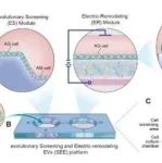 北京航空航天大学常凌乾团队《Advanced Science》：面向肿瘤转移预防和治疗的纳米细胞芯片