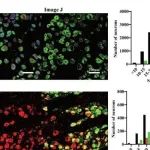 EMBO J丨河北医科大学杲海霞等团队研究阐明感觉神经元对热毒敏感性的作用新机制