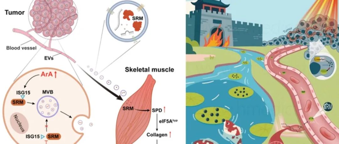 Cell Metab | 武汉大学闫卫课题组在肿瘤-机体代谢通讯领域取得系列突破性进展