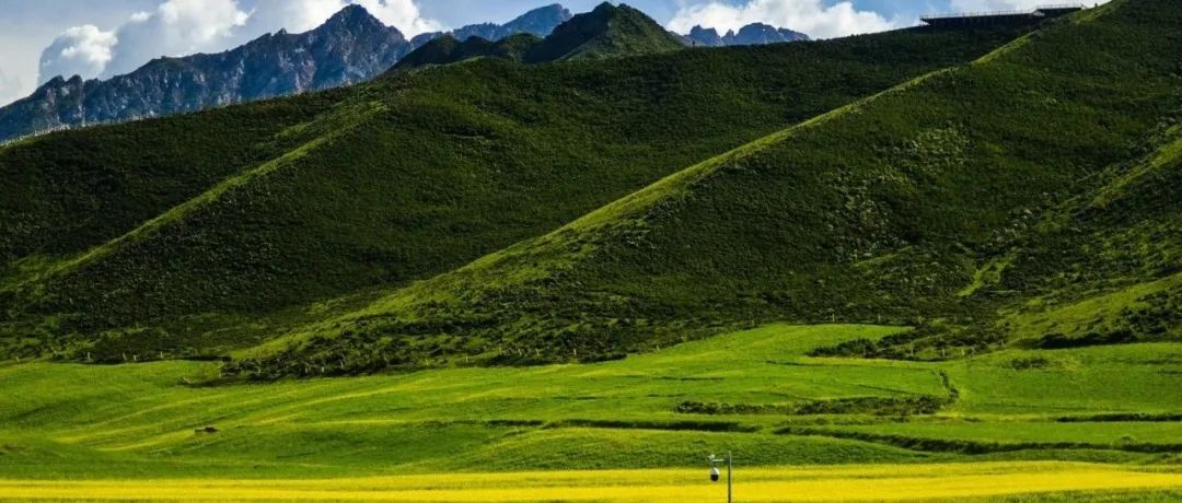 继《Nature》和《Nature Ecology & Evolution》之后，北京林业大学该团队在又在生态学顶级期刊发文！