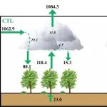 南京大学大气科学学院郭维栋、葛骏团队国际合作研究揭示巴西亚马逊森林流失对干季降水与水循环的显著影响