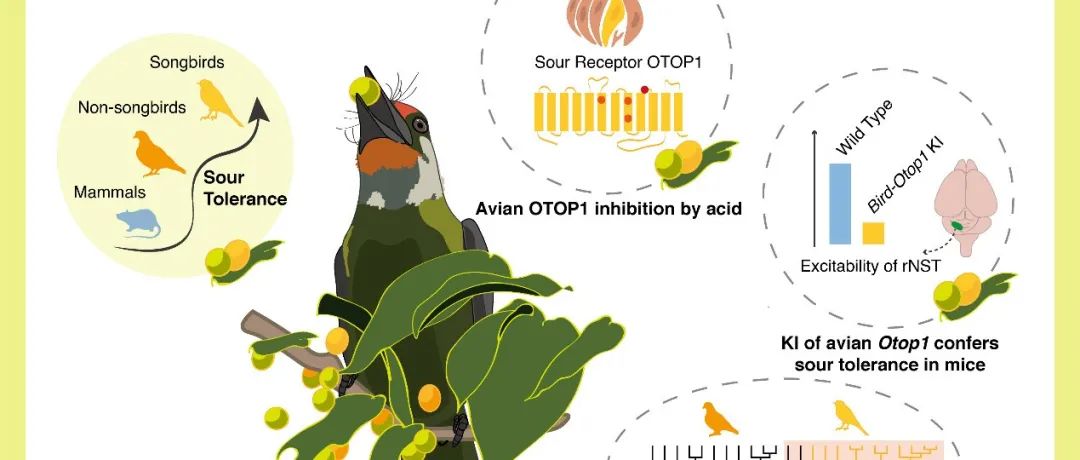 Science｜中国科学院昆明动物研究所赖仞团队牵头在鸟类酸味感知功能演化介导的环境适应方面取得重要进展